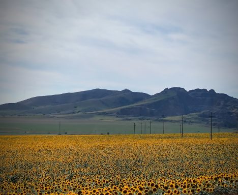 Dobrogea